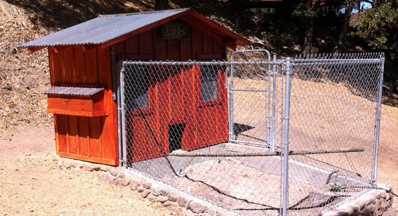 Get Started Raising Chickens &amp; Building Your Own Coop