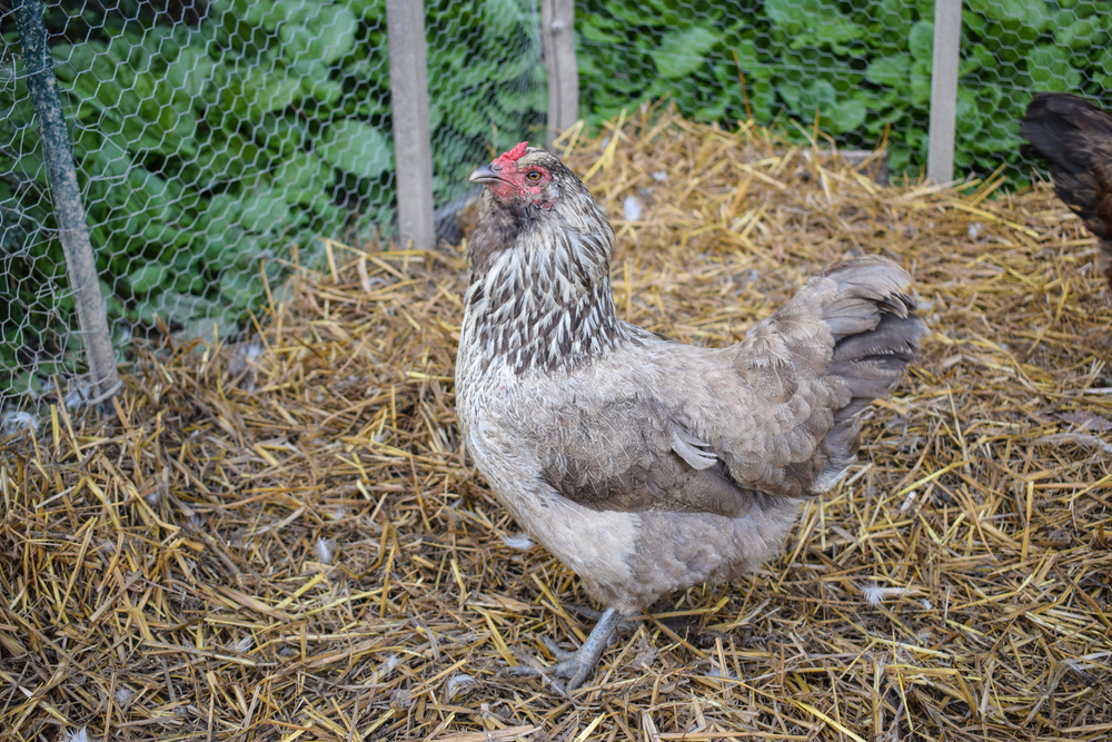 Raising Ameraucana Chickens - Breed Facts ...